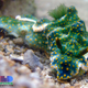 Illustration for article titled Striking Photographs Of Sea Slugs Expose The Alien World Under the Sea